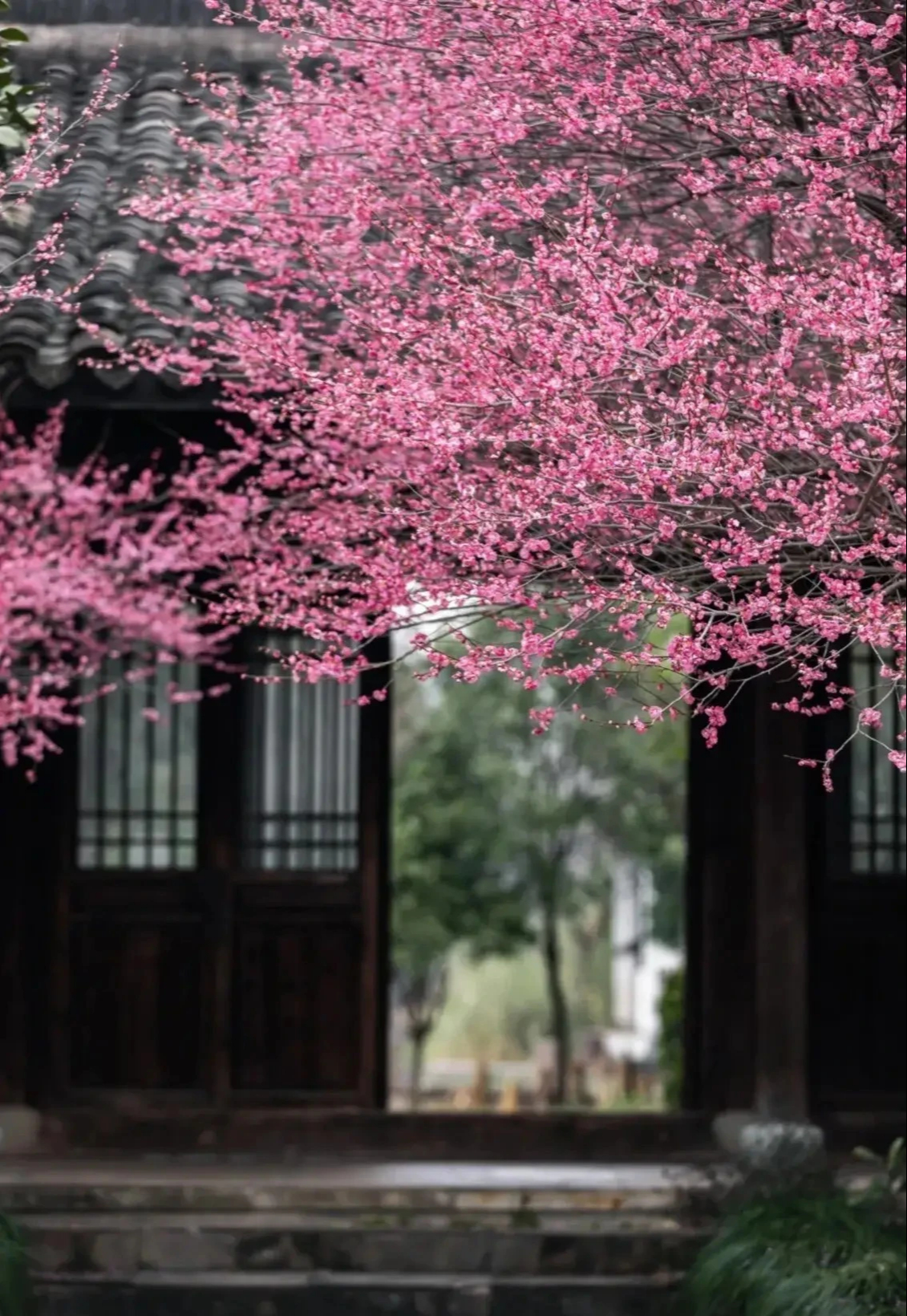 Người xưa nói: Trước cửa có cây tốt, quý nhân tới giúp đỡ, gia đình giàu có thích trồng-4