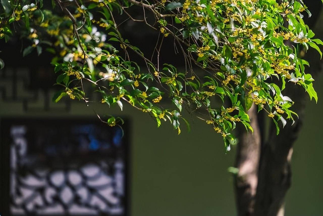 Người xưa nói: Trước cửa có cây tốt, quý nhân tới giúp đỡ, gia đình giàu có thích trồng-5