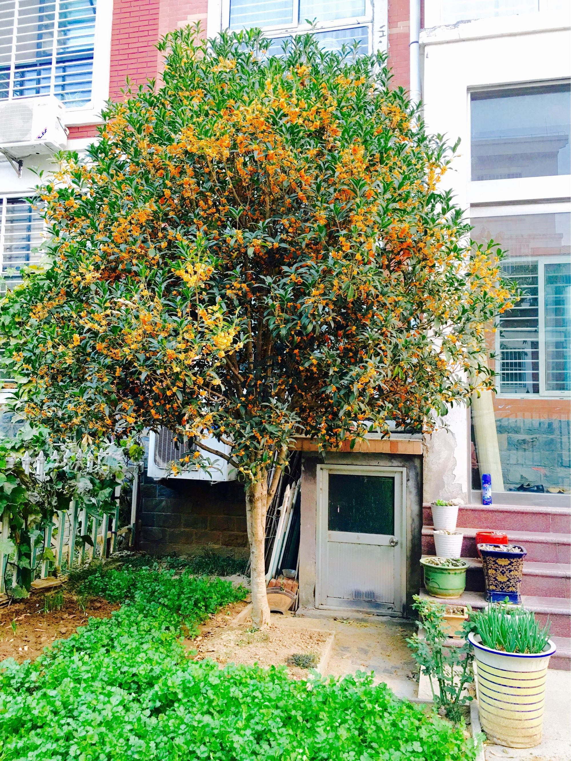 Người xưa nói: Trước cửa có cây tốt, quý nhân tới giúp đỡ, gia đình giàu có thích trồng-6