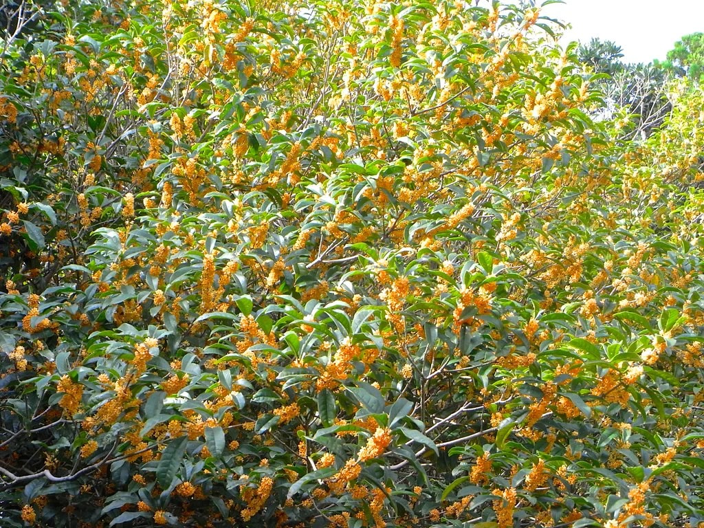 Người xưa nói: Trước cửa có cây tốt, quý nhân tới giúp đỡ, gia đình giàu có thích trồng-7