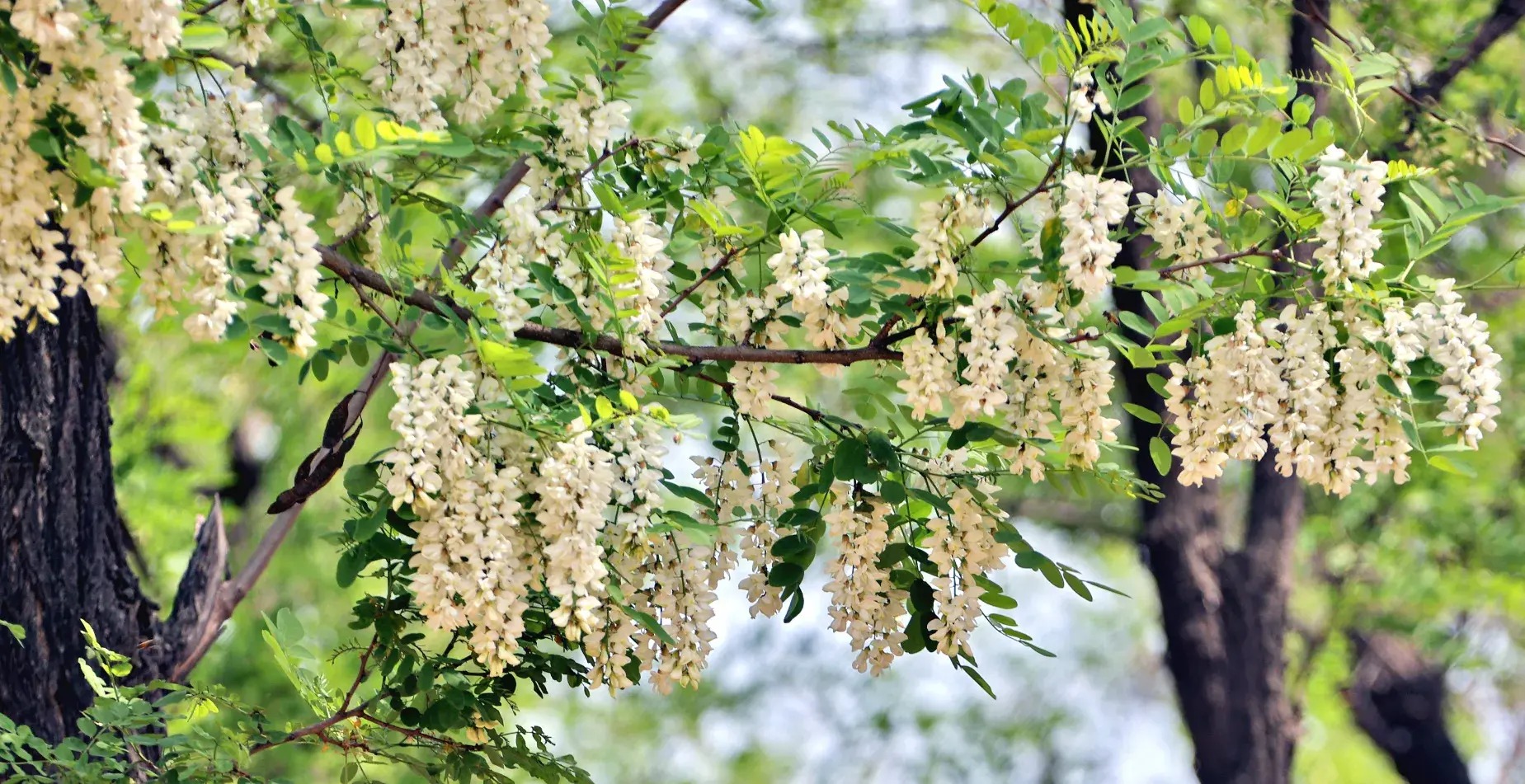 Người xưa nói: Trước cửa có cây tốt, quý nhân tới giúp đỡ, gia đình giàu có thích trồng-9