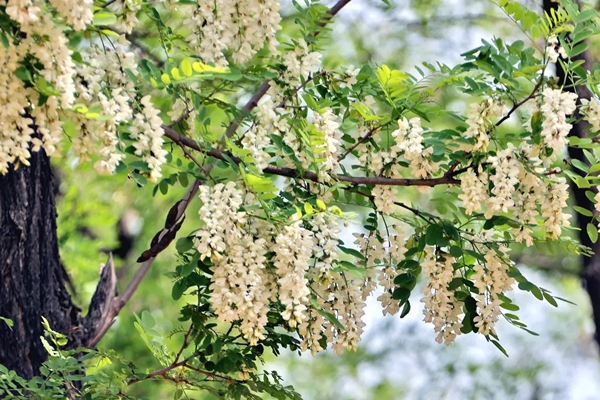 Nếu bạn có 1 khung cửa sổ, hãy trồng cây cảnh này để có góc thưởng trà đẹp mê hồn-14