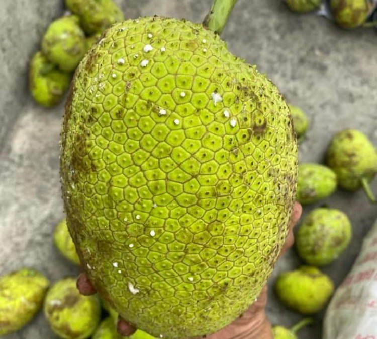 Loại quả nhìn như mít non, từ Nam ra Bắc thành đặc sản, bán ngày cả tạ-1