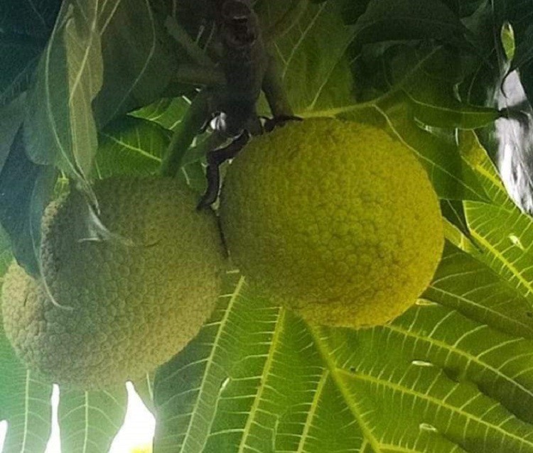 Loại quả nhìn như mít non, từ Nam ra Bắc thành đặc sản, bán ngày cả tạ-5