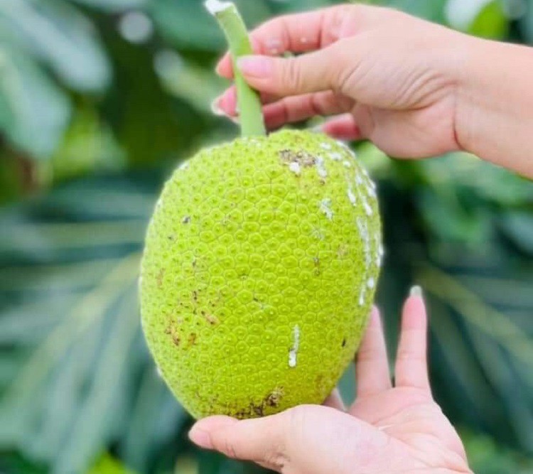 Loại quả nhìn như mít non, từ Nam ra Bắc thành đặc sản, bán ngày cả tạ-6