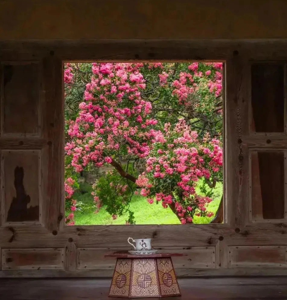Nếu bạn có 1 khung cửa sổ, hãy trồng cây cảnh này để có góc thưởng trà đẹp mê hồn-1