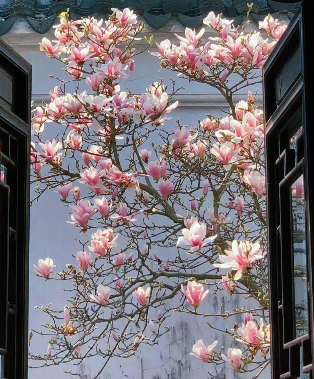 Nếu bạn có 1 khung cửa sổ, hãy trồng cây cảnh này để có góc thưởng trà đẹp mê hồn-2