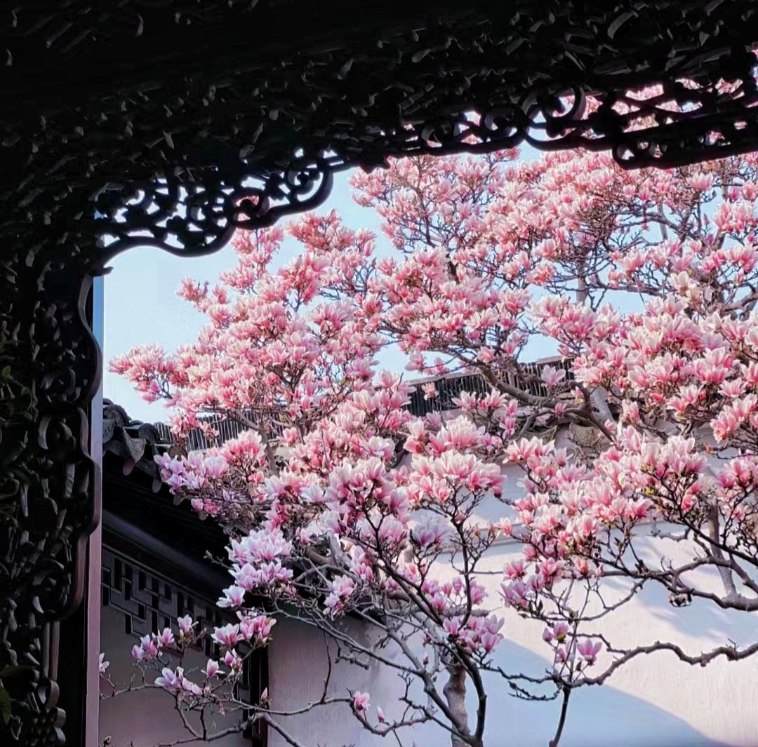 Nếu bạn có 1 khung cửa sổ, hãy trồng cây cảnh này để có góc thưởng trà đẹp mê hồn-3
