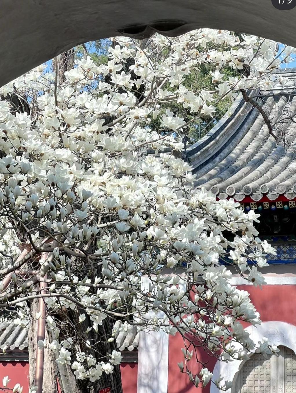 Nếu bạn có 1 khung cửa sổ, hãy trồng cây cảnh này để có góc thưởng trà đẹp mê hồn-4