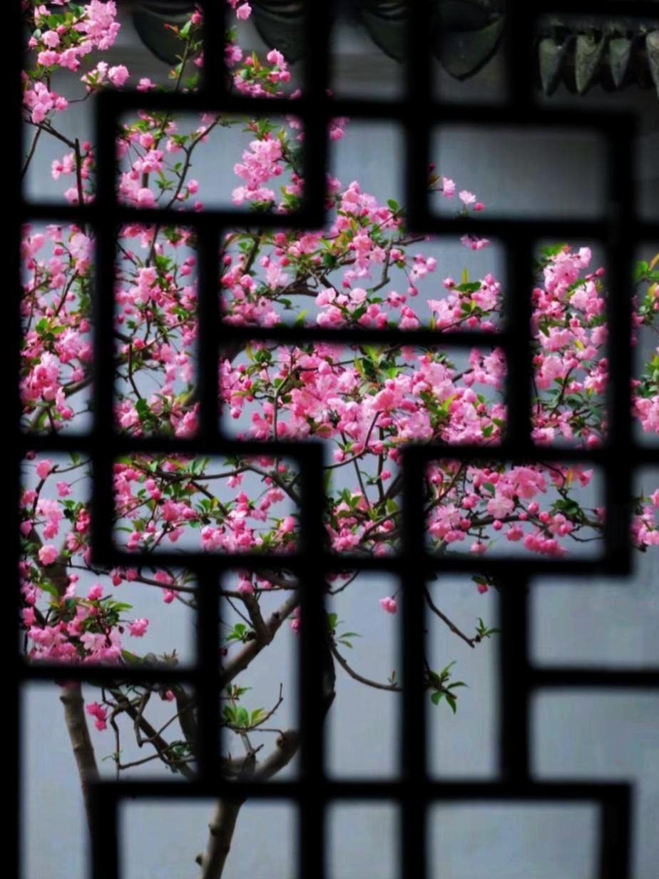 Nếu bạn có 1 khung cửa sổ, hãy trồng cây cảnh này để có góc thưởng trà đẹp mê hồn-5