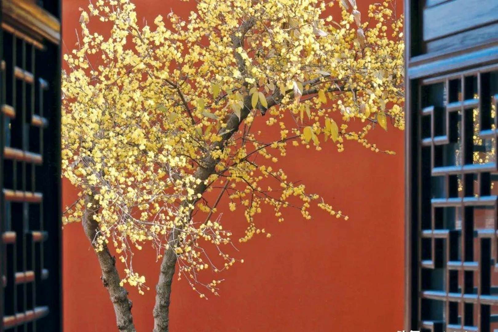 Nếu bạn có 1 khung cửa sổ, hãy trồng cây cảnh này để có góc thưởng trà đẹp mê hồn-10