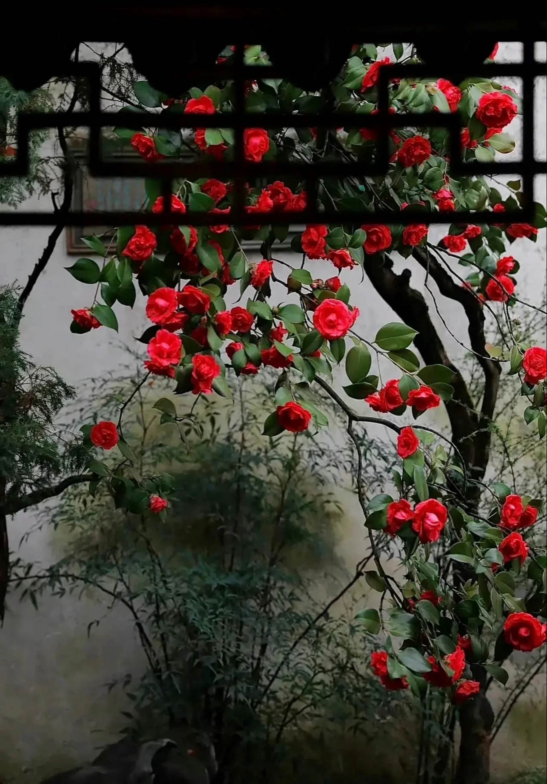Nếu bạn có 1 khung cửa sổ, hãy trồng cây cảnh này để có góc thưởng trà đẹp mê hồn-7