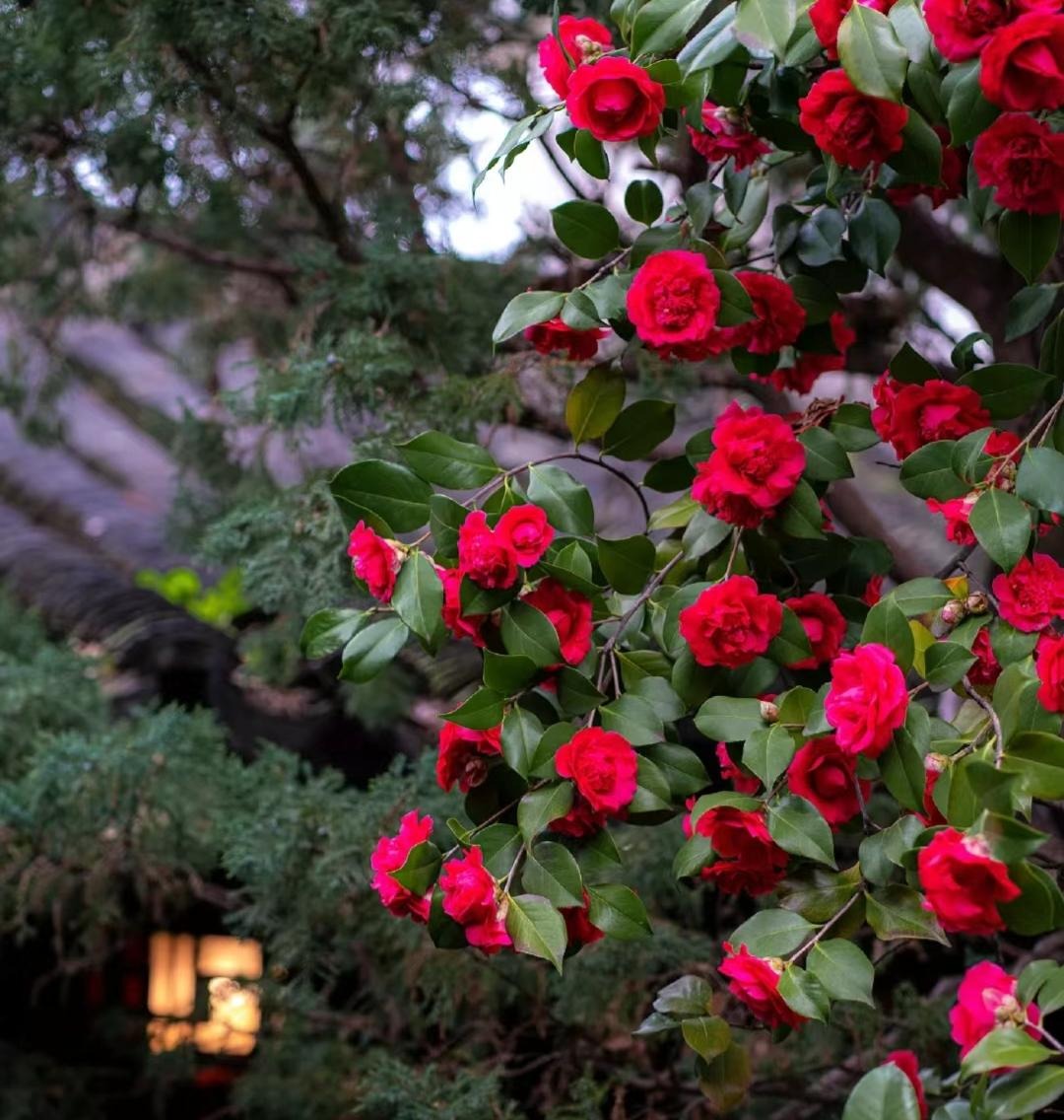 Nếu bạn có 1 khung cửa sổ, hãy trồng cây cảnh này để có góc thưởng trà đẹp mê hồn-8