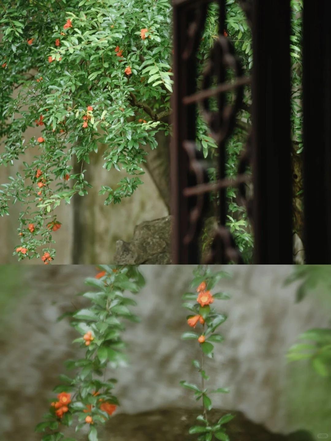 Nếu bạn có 1 khung cửa sổ, hãy trồng cây cảnh này để có góc thưởng trà đẹp mê hồn-11