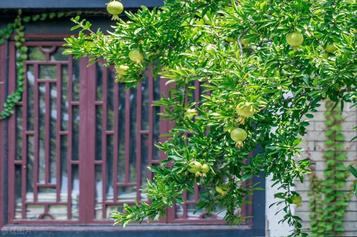 Nếu bạn có 1 khung cửa sổ, hãy trồng cây cảnh này để có góc thưởng trà đẹp mê hồn-12