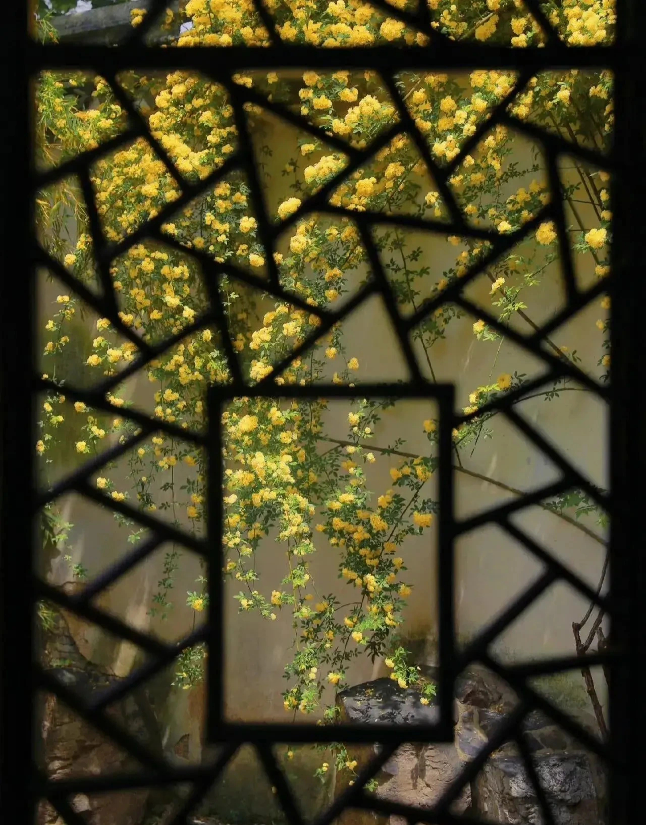 Nếu bạn có 1 khung cửa sổ, hãy trồng cây cảnh này để có góc thưởng trà đẹp mê hồn-13