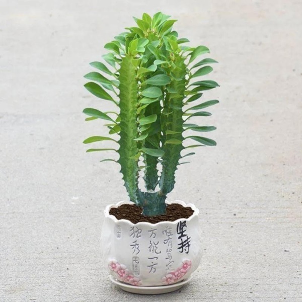 Phòng khách có 5 loài cây này, gia chủ phải dẹp ngay: Toàn sát thủ ngầm, ẩn chứa nguy hiểm không ai ngờ-1