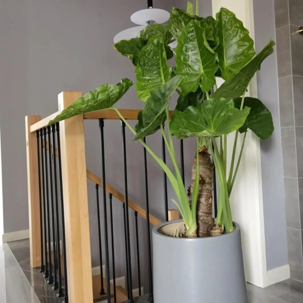 Phòng khách có 5 loài cây này, gia chủ phải dẹp ngay: Toàn sát thủ ngầm, ẩn chứa nguy hiểm không ai ngờ-2