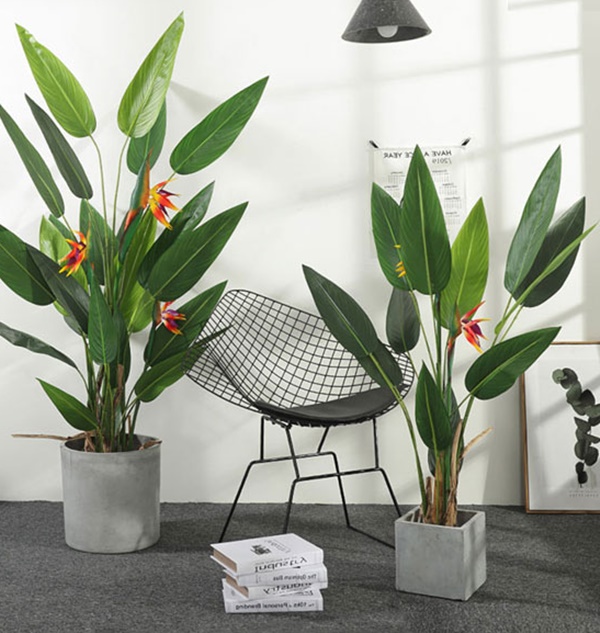 Phòng khách có 5 loài cây này, gia chủ phải dẹp ngay: Toàn sát thủ ngầm, ẩn chứa nguy hiểm không ai ngờ-3