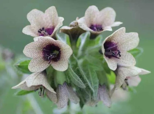 Phòng khách có 5 loài cây này, gia chủ phải dẹp ngay: Toàn sát thủ ngầm, ẩn chứa nguy hiểm không ai ngờ-4