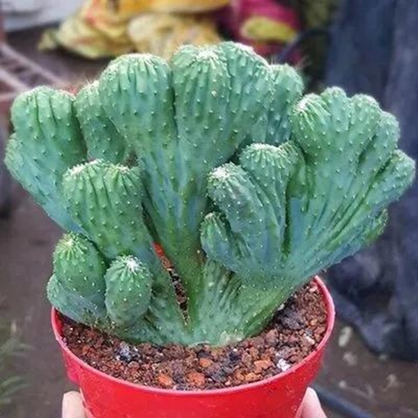 Phòng khách có 5 loài cây này, gia chủ phải dẹp ngay: Toàn sát thủ ngầm, ẩn chứa nguy hiểm không ai ngờ-5