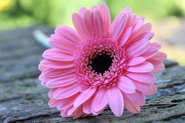 May mắn không ngừng đến trong 7 ngày tới, 3 con giáp này chuẩn bị túi ba gang để đựng tiền, mọi chuyện đều thuận lợi như mong đợi-4