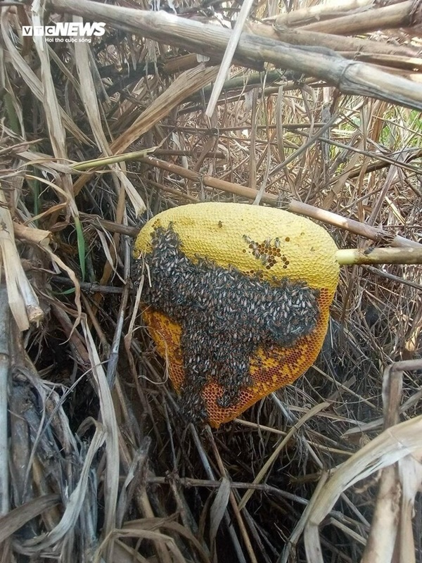 Mật ong ruồi tí hon giá tiền triệu/lít có gì độc lạ?-2