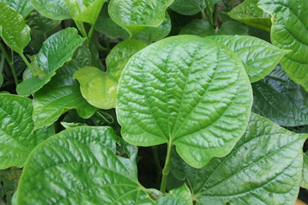 Lá lốt nấu nước uống trị được bệnh gì?-1