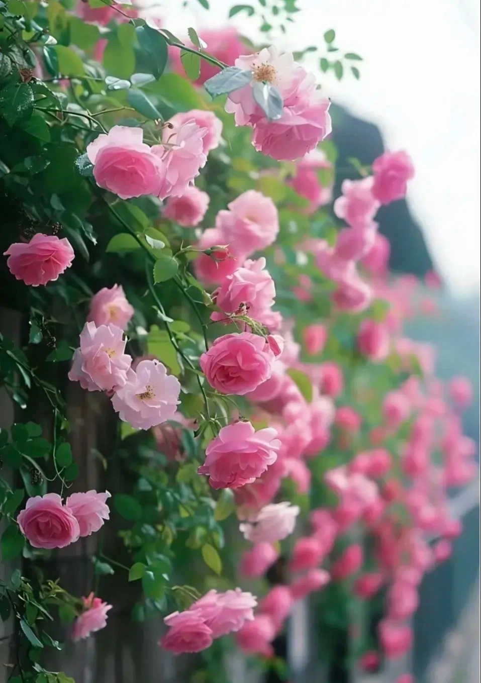 Sau tuổi 35, 4 con giáp ngày càng thành công, kiếm tiền thuận lợi, tạo nên thế giới của riêng mình-3