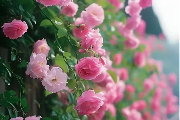 Tháng 4 Âm lịch, 3 con giáp giảm bớt trắc trở, chuyện tốt thường xuyên xảy ra, vận may ập đến nhà-4