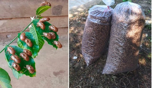 Thực hư xác ve sầu được thu mua giá tiền triệu-3