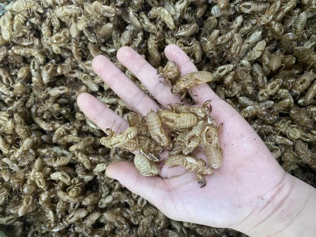 Thực hư xác ve sầu được thu mua giá tiền triệu-2