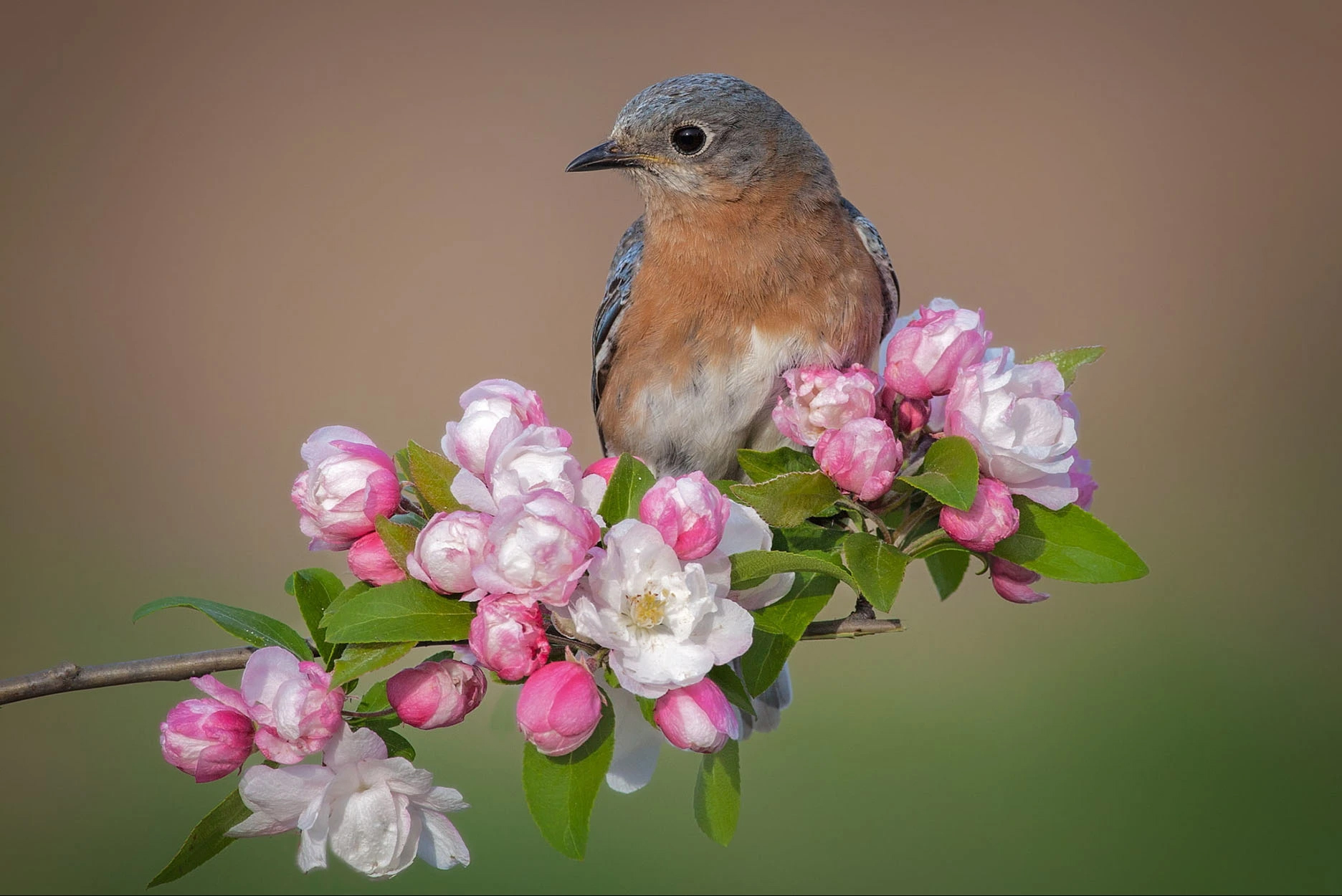 Tháng 4 Âm lịch, 3 con giáp giảm bớt trắc trở, chuyện tốt thường xuyên xảy ra, vận may ập đến nhà-1