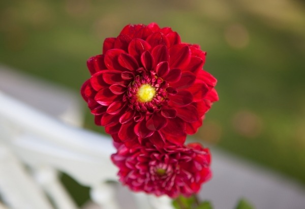 Tử vi ngày 22/4: 3 con giáp biết thấu hiểu, giỏi lắng nghe sớm tìm được bí quyết thành công, làm giàu-2