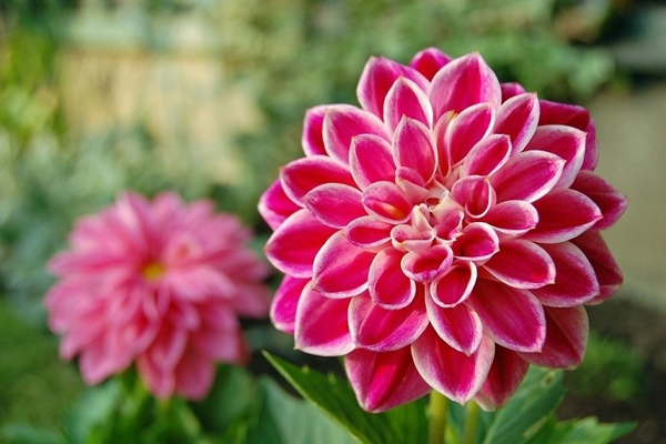 3 con giáp may mắn nhất trong tháng 5, hút cạn tài lộc của thiên hạ, gặp nhiều chuyện vui đến cuối năm-4