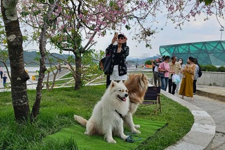 Đưa 2 con chó giữ gốc mai anh đào ở Đà Lạt, bắt khách trả tiền chụp ảnh