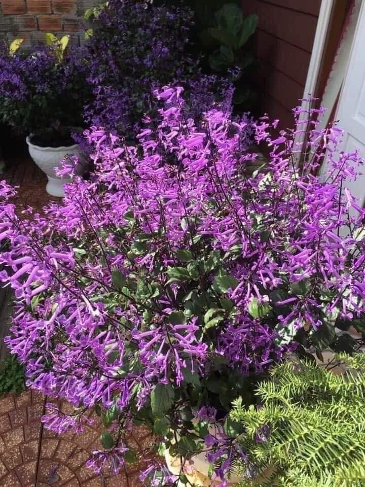 Cây cảnh quyến rũ, nở hoa 4 mùa, tím biếc, thơm ngát, giúp thanh lọc không khí, sảng khoái tinh thần-1