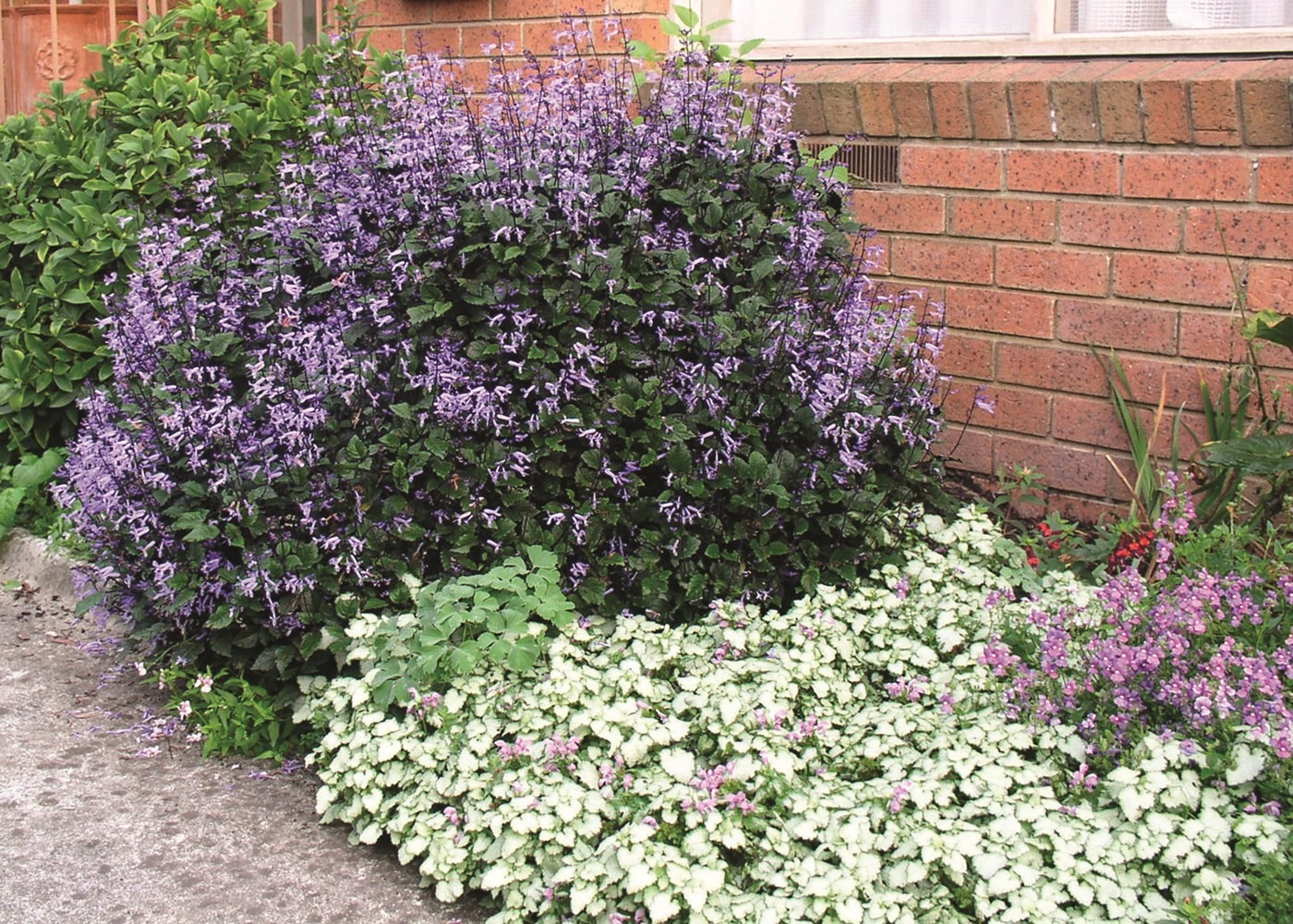 Cây cảnh quyến rũ, nở hoa 4 mùa, tím biếc, thơm ngát, giúp thanh lọc không khí, sảng khoái tinh thần-7