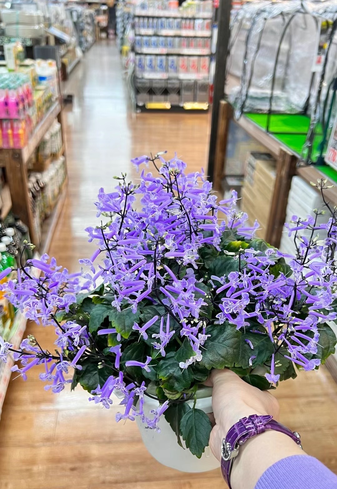 Cây cảnh quyến rũ, nở hoa 4 mùa, tím biếc, thơm ngát, giúp thanh lọc không khí, sảng khoái tinh thần-8