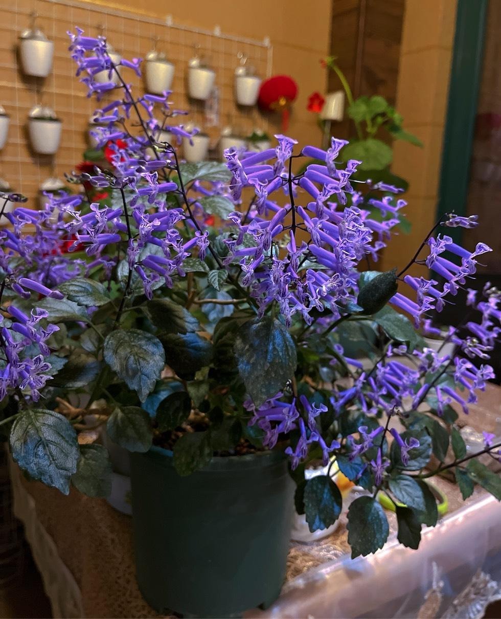 Cây cảnh quyến rũ, nở hoa 4 mùa, tím biếc, thơm ngát, giúp thanh lọc không khí, sảng khoái tinh thần-12