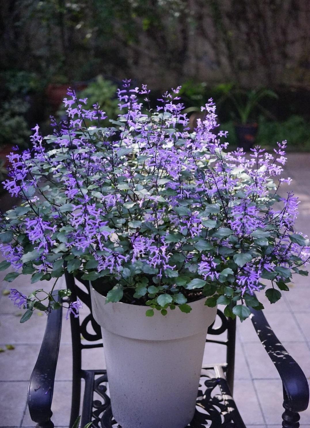 Cây cảnh quyến rũ, nở hoa 4 mùa, tím biếc, thơm ngát, giúp thanh lọc không khí, sảng khoái tinh thần-14