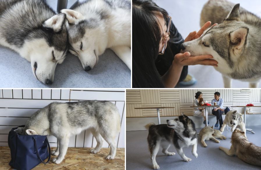 Khách quên cài cửa, hàng trăm chó husky chạy tơi bời khỏi quán cà phê-1
