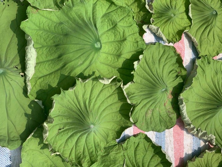 Loại lá tươi không ai ngó, đem phơi khô công dụng vàng 10 bán 400.000 đồng/kg-2