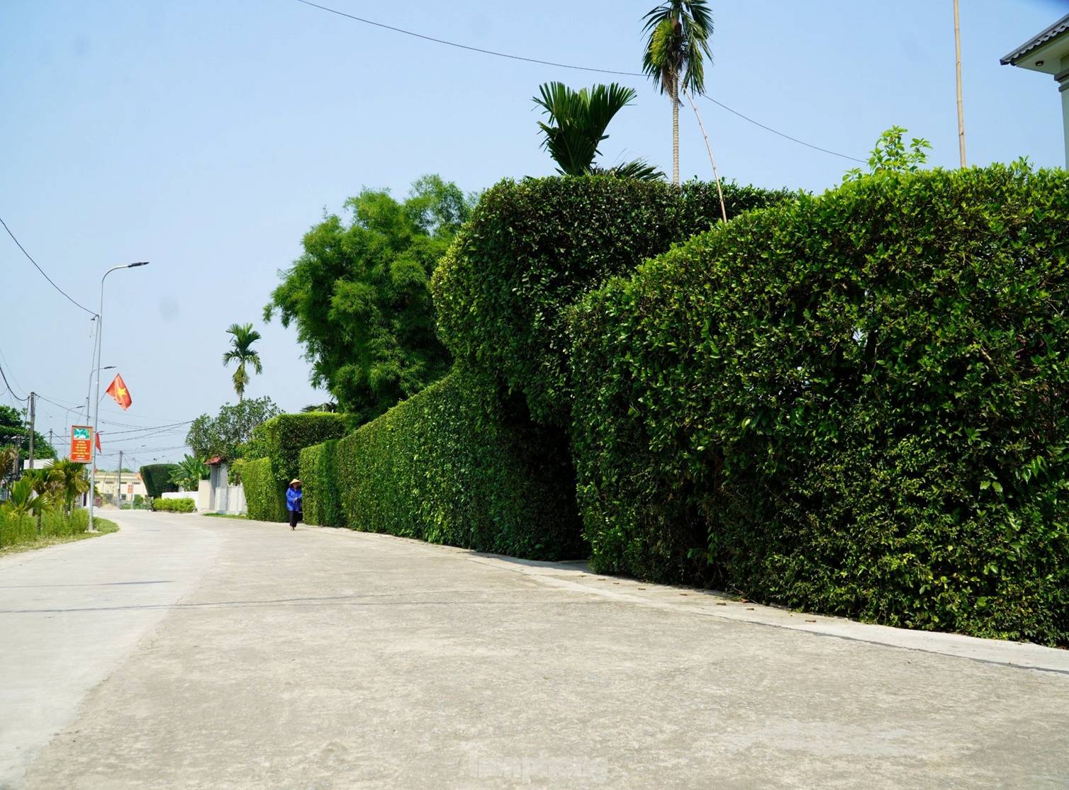 Cổng nhà, hàng rào đẹp mắt làm từ cây duối trên trăm tuổi-2