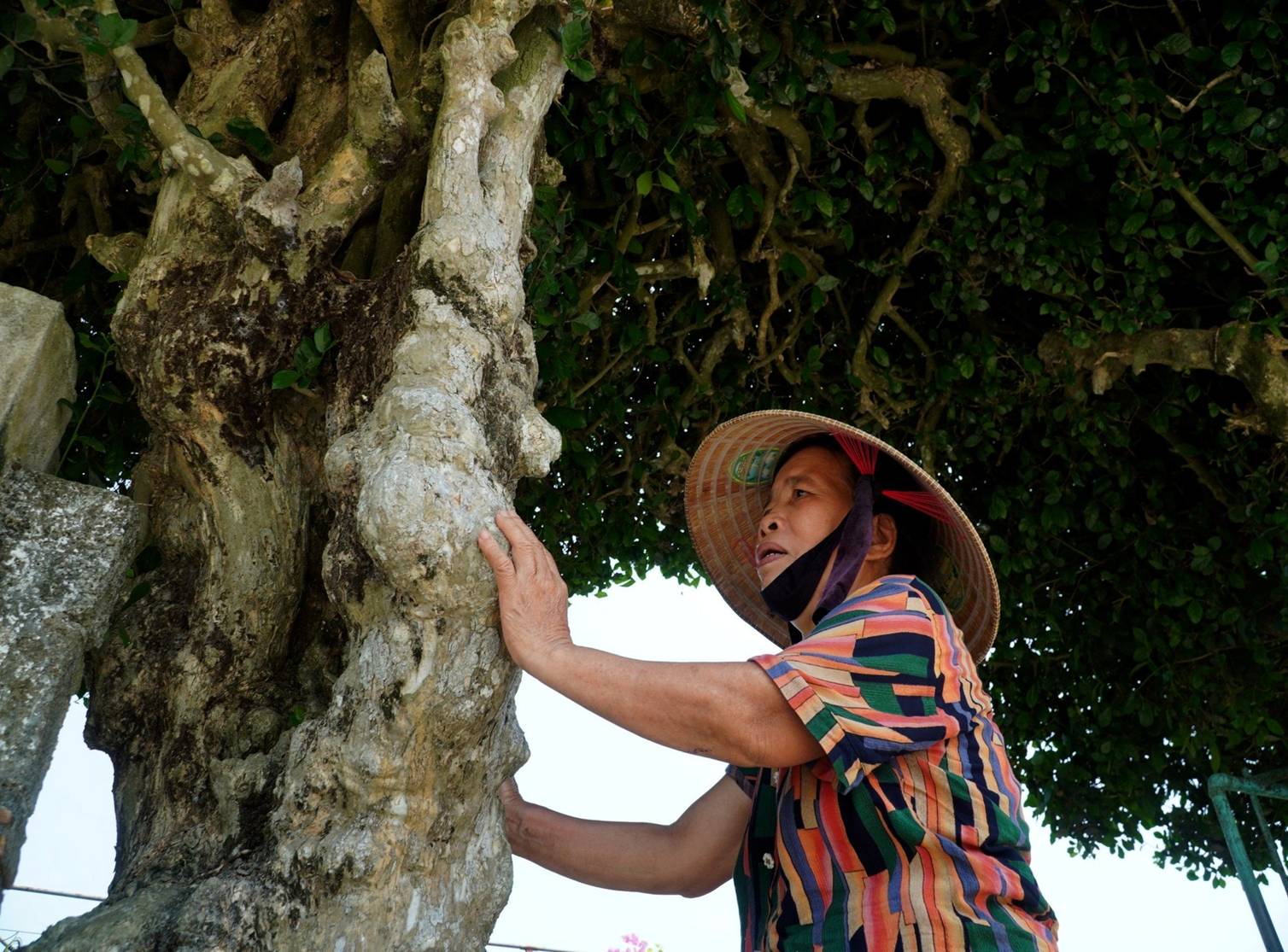 Cổng nhà, hàng rào đẹp mắt làm từ cây duối trên trăm tuổi-4