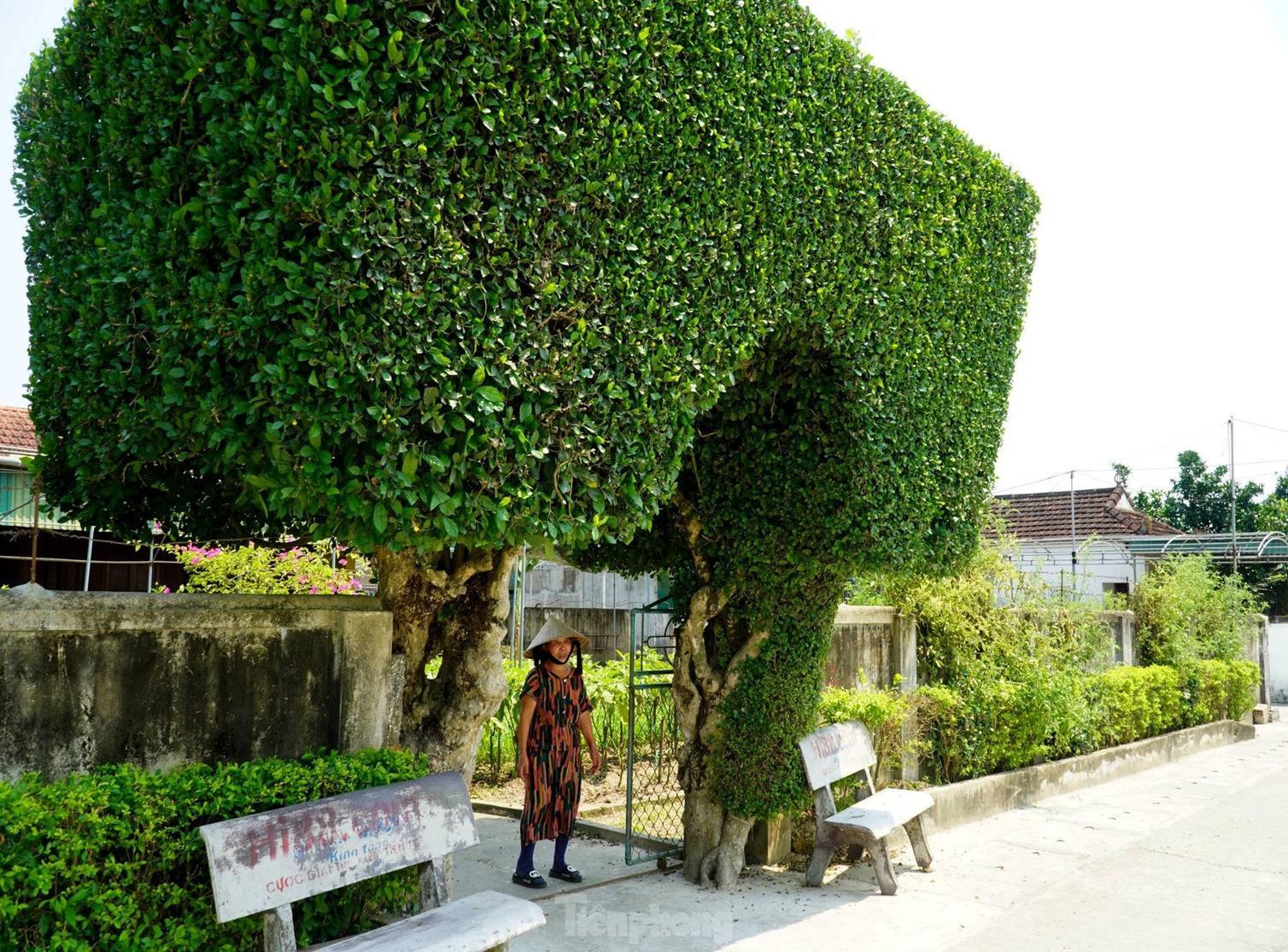 Cổng nhà, hàng rào đẹp mắt làm từ cây duối trên trăm tuổi-9