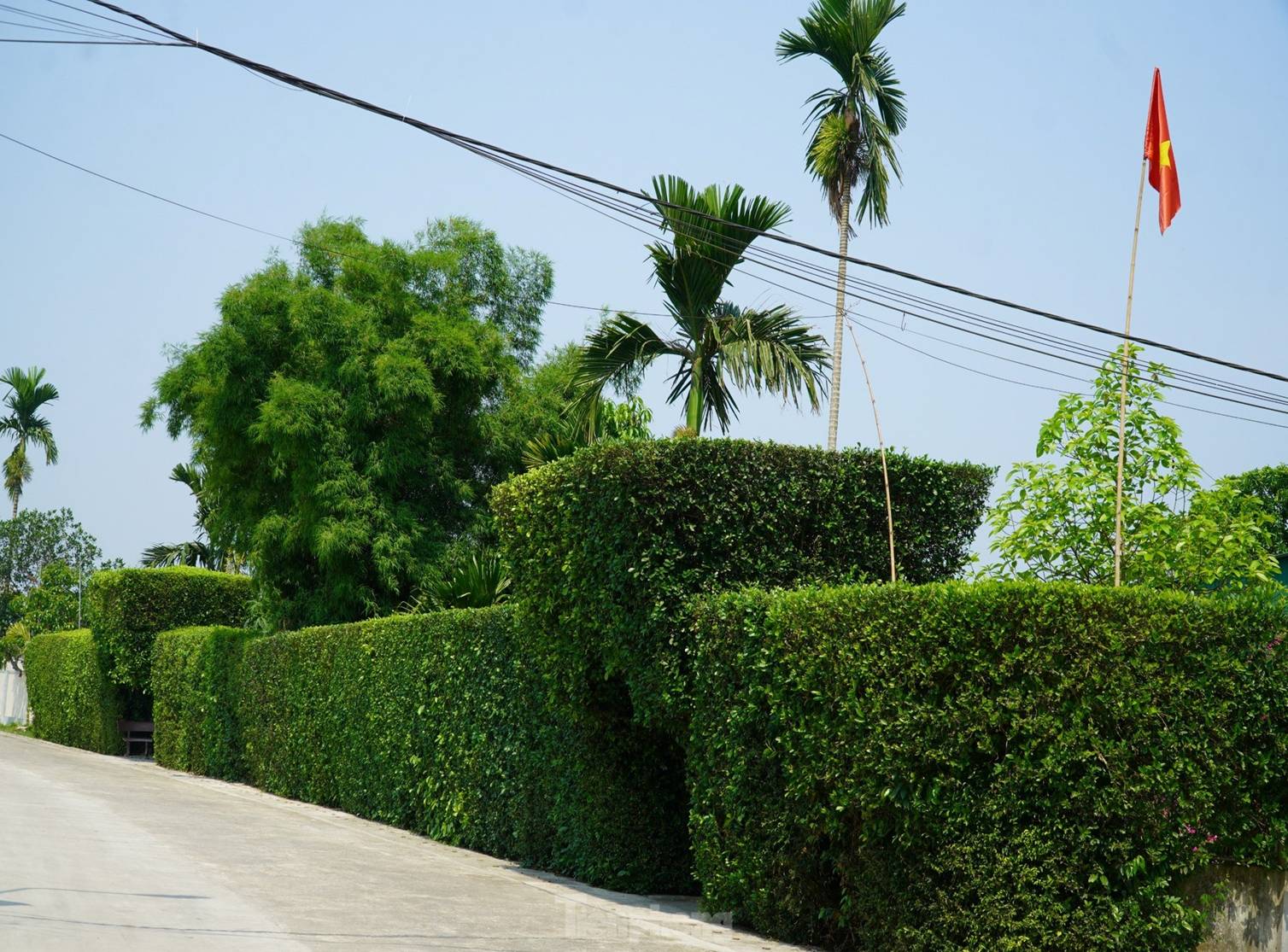 Cổng nhà, hàng rào đẹp mắt làm từ cây duối trên trăm tuổi-13