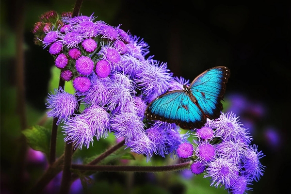 Cuối tháng 4, 3 con giáp này đạt cực hạn về vận may, tình duyên lẫn sự nghiệp đều được quý nhân phù trợ-4