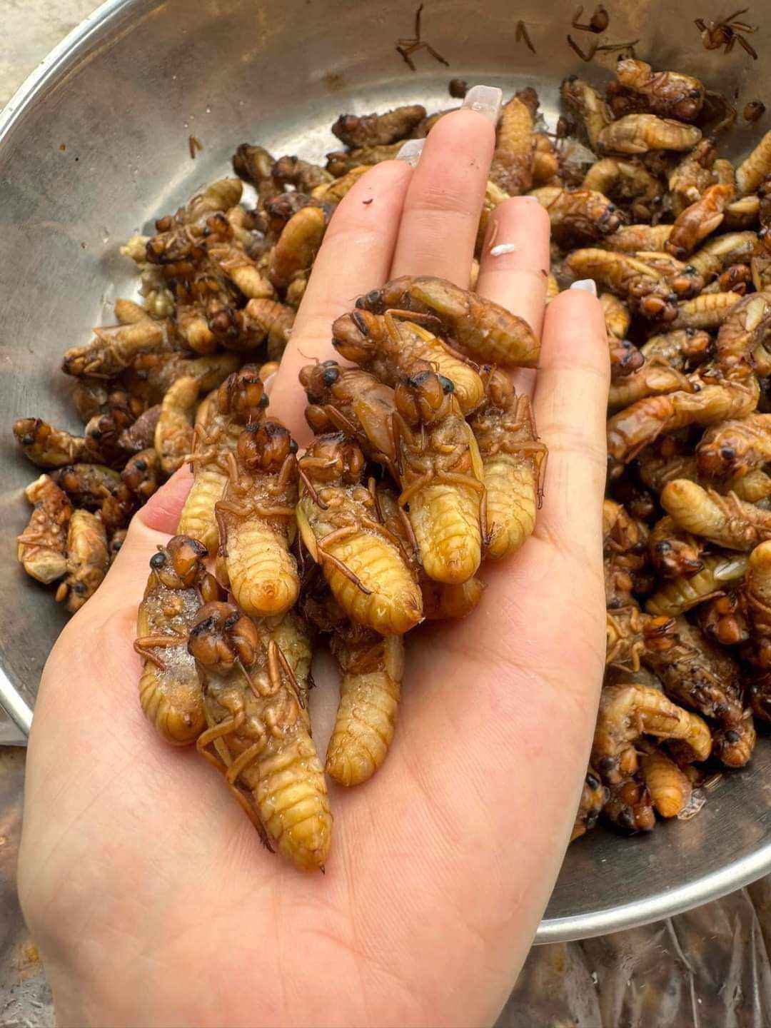 Ve sầu non đầu vụ bán giá cao ngất, lên đến 500.000 đồng/kg-1