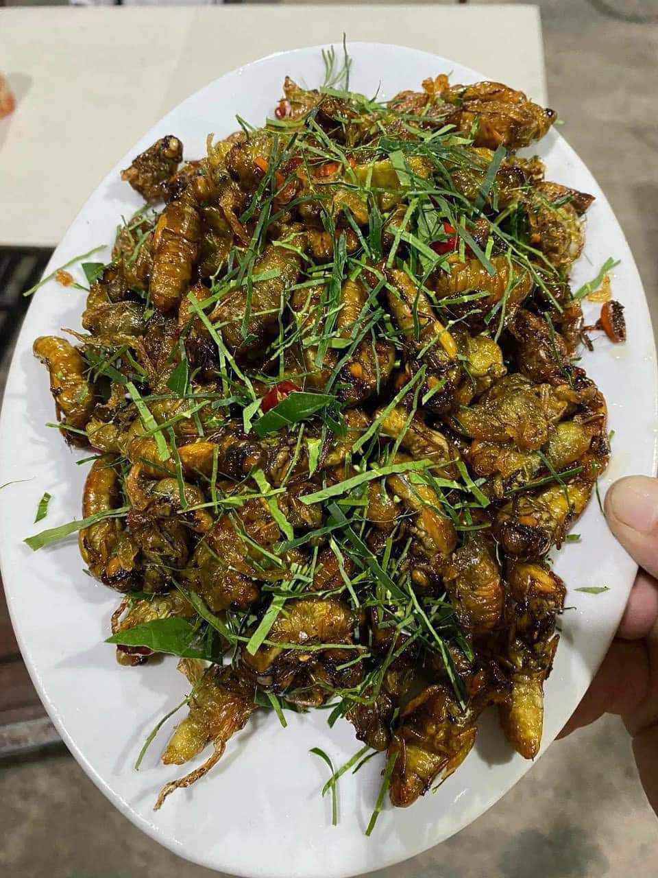 Ve sầu non đầu vụ bán giá cao ngất, lên đến 500.000 đồng/kg-2